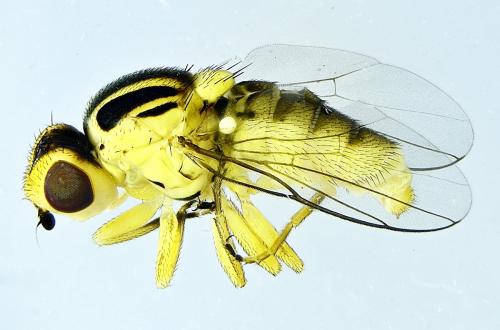 Réf. 287 571 : Chlorops pumilionis